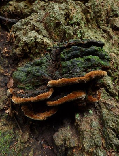 Mature brackets at the base of a mature English oak near Windsor, Buckinghamshire.